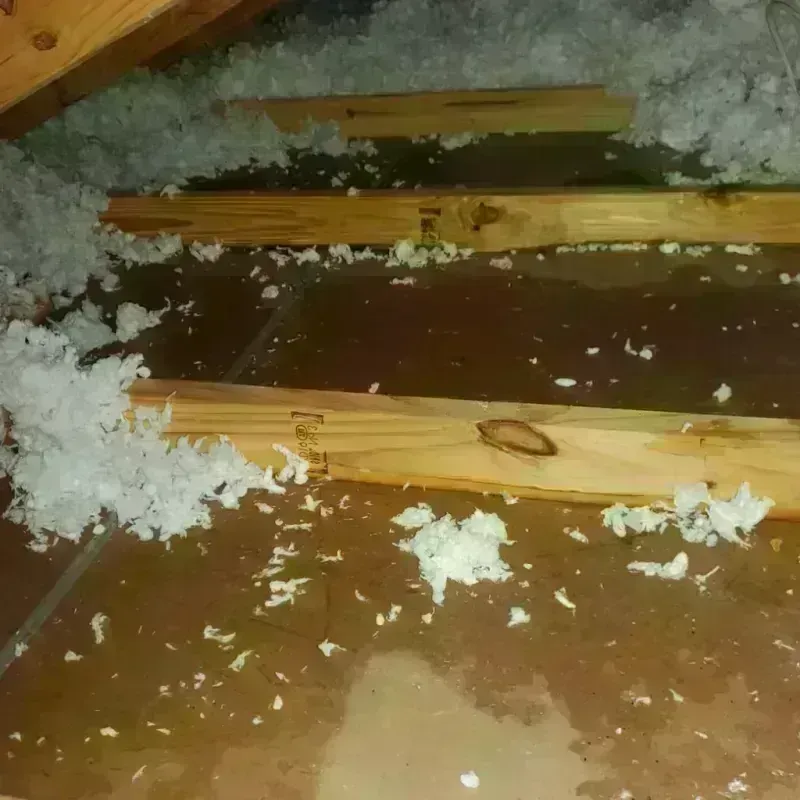 Attic Water Damage in Holiday, FL