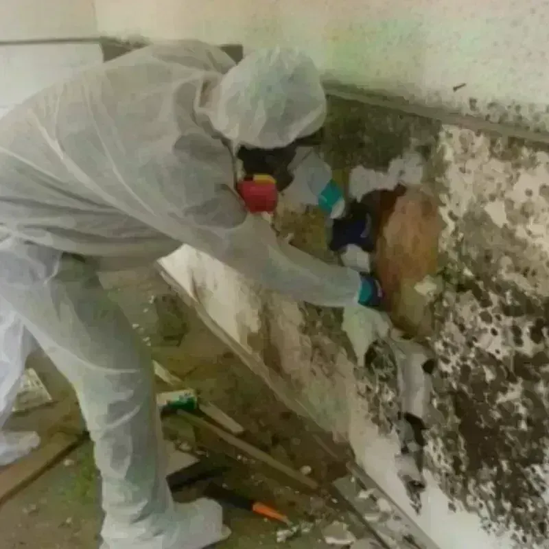 Mold Remediation and Removal in Holiday, FL